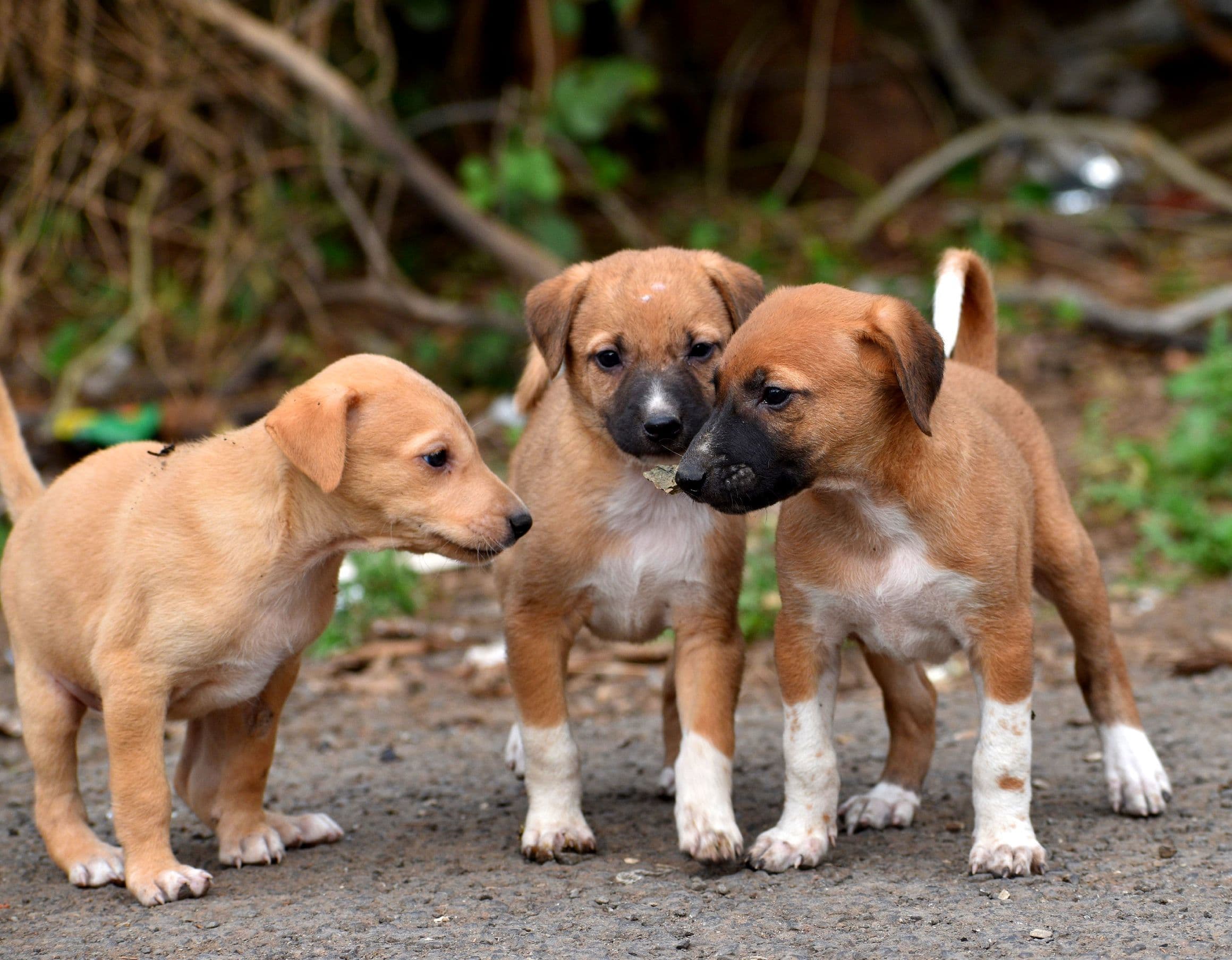 Why Street Dogs Need Our Help Right Now