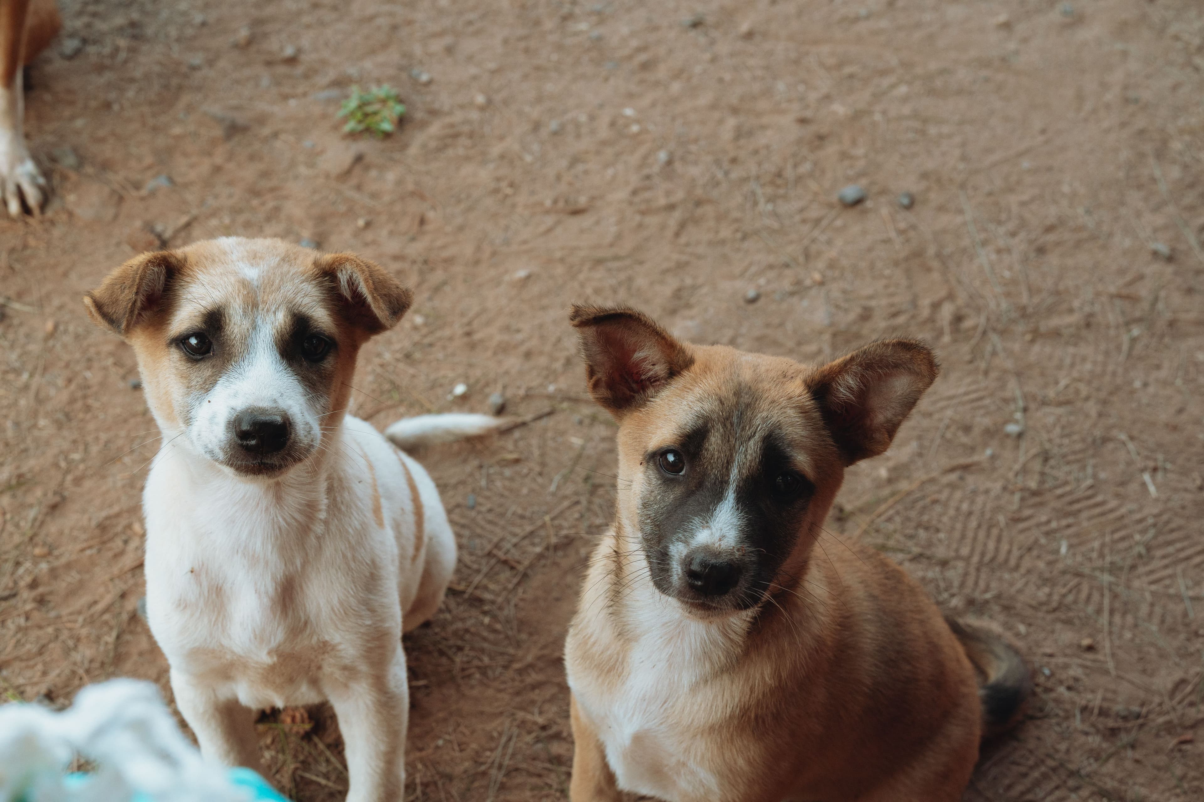 Rescue May 2026